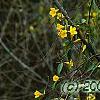 Gelsemium sempervirens, habit