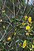 Gelsemium sempervirens, habit