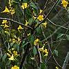 Gelsemium sempervirens, habit