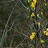 Gelsemium sempervirens, habit