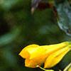 Gelsemium sempervirens, flowers
