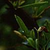 Gelsemium sempervirens, flowers
