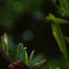 Gelsemium sempervirens, flowers
