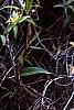 Gelsemium sempervirens 'Woodlander's Pale Yellow', habit