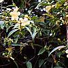 Gelsemium sempervirens 'Woodlander's Pale Yellow', habit