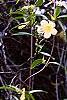 Gelsemium sempervirens 'Woodlander's Pale Yellow', habit