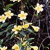 Gelsemium sempervirens 'Woodlander's Pale Yellow', habit
