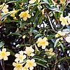 Gelsemium sempervirens 'Woodlander's Pale Yellow', habit