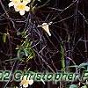 Gelsemium sempervirens 'Woodlander's Pale Yellow', habit