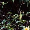Gelsemium sempervirens 'Woodlander's Pale Yellow', habit