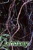 Gelsemium sempervirens 'Woodlander's Pale Yellow', habit