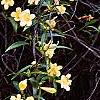 Gelsemium sempervirens 'Woodlander's Pale Yellow', habit