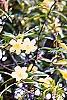 Gelsemium sempervirens 'Woodlander's Pale Yellow', habit