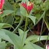 Spigelia marilandica, habit