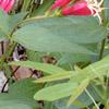 Spigelia marilandica, habit