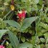 Spigelia marilandica, habit