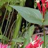 Spigelia marilandica, habit