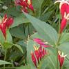 Spigelia marilandica, habit