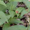 Spigelia marilandica, habit