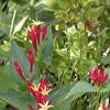 Spigelia marilandica, habit