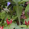 Spigelia marilandica, habit