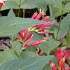 Spigelia marilandica, habit
