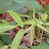 Spigelia marilandica, habit