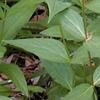 Spigelia marilandica, habit