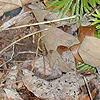 Diphasiastrum digitatum, habit