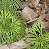 Diphasiastrum digitatum, habit
