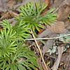 Diphasiastrum digitatum, habit