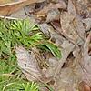 Diphasiastrum digitatum, habit