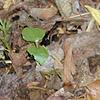 Diphasiastrum digitatum, habit