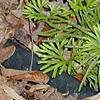 Diphasiastrum digitatum, habit