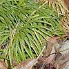 Diphasiastrum digitatum, habit