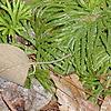 Diphasiastrum digitatum, habit