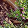 Cuphea hyssopifolia, habit