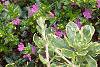 Cuphea hyssopifolia, habit