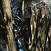 Lagerstroemia indica, bark