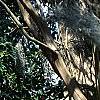 Lagerstroemia indica, bark