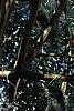 Lagerstroemia indica, bark