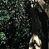 Lagerstroemia indica, bark