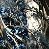 Lagerstroemia indica, bark