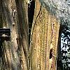 Lagerstroemia indica, bark