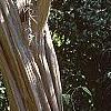 Lagerstroemia indica, bark