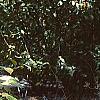 Lagerstroemia indica, bark