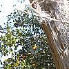 Lagerstroemia indica, bark