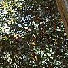 Lagerstroemia indica, bark