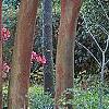 Lagerstroemia indica, bark