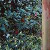 Lagerstroemia indica, bark
